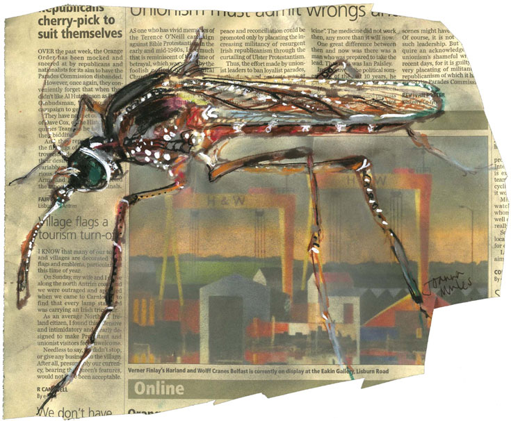 insect